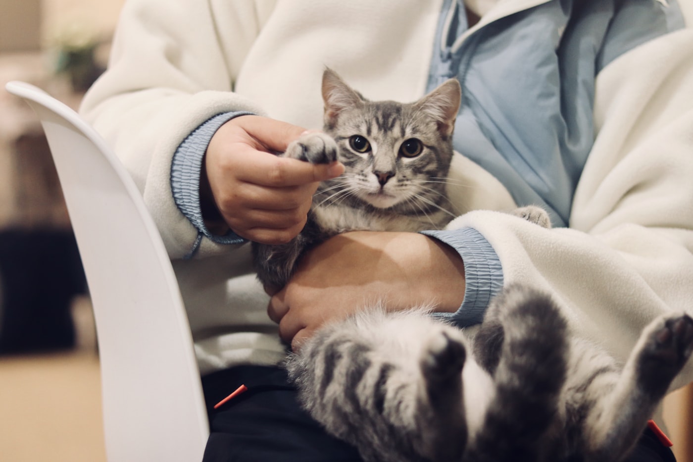 診察室で、スタッフの腕の中におさまっている灰色のトラ猫