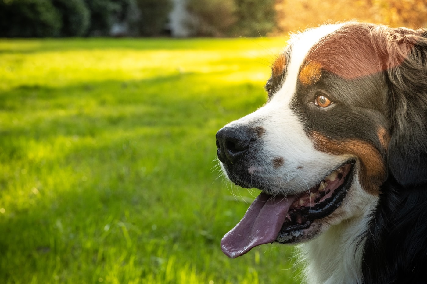 草地に立って舌を出している犬