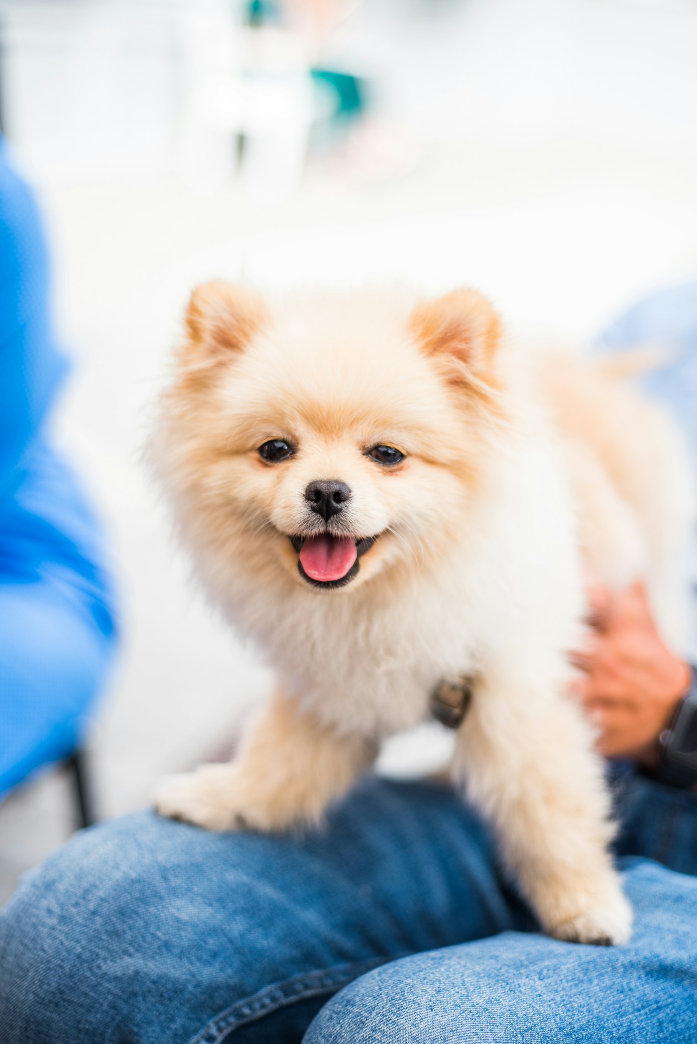 青い敷物の上でこちらを見ている、茶色の小型犬
