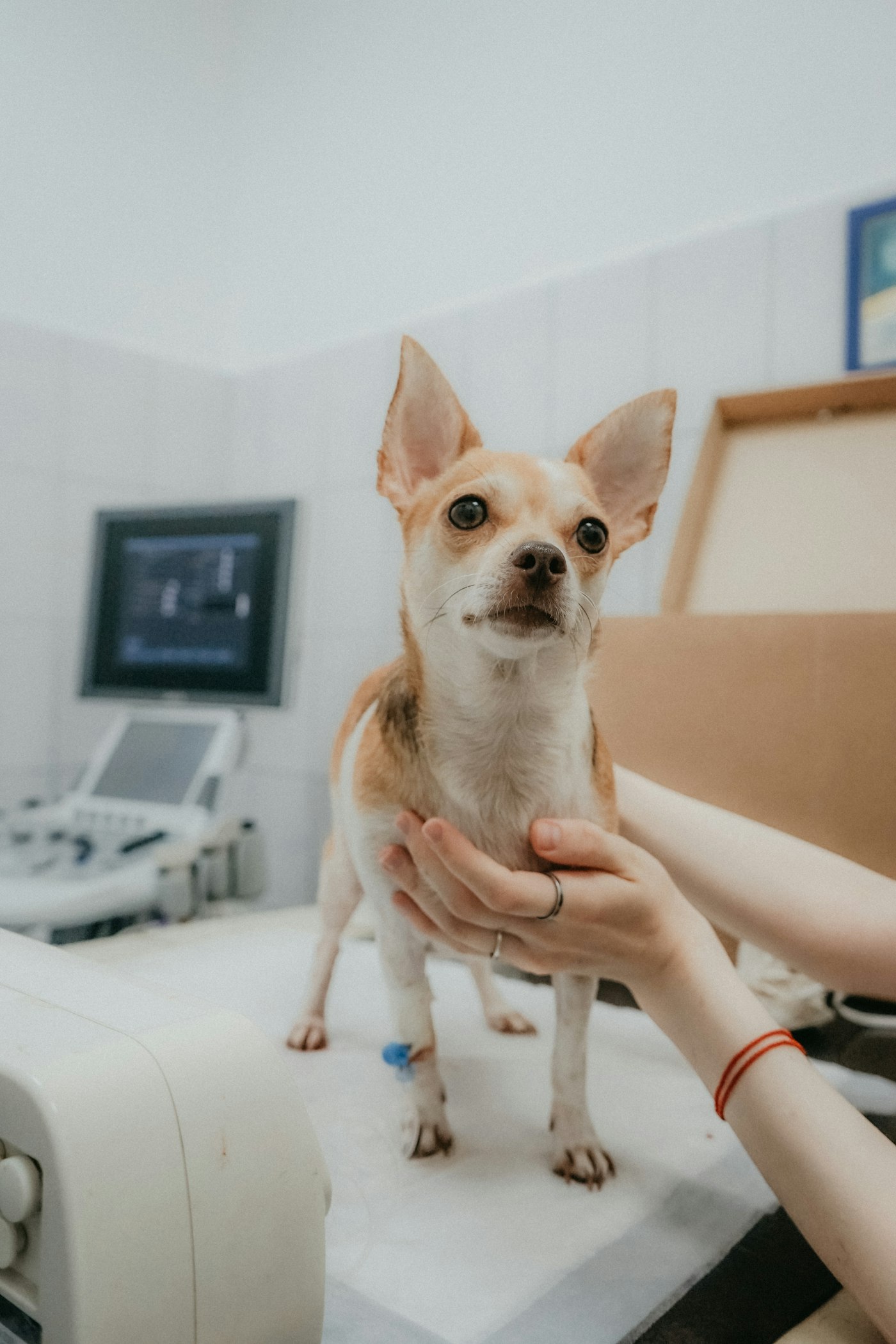 診察室で、飼い主と獣医師の手にささえられている小型犬