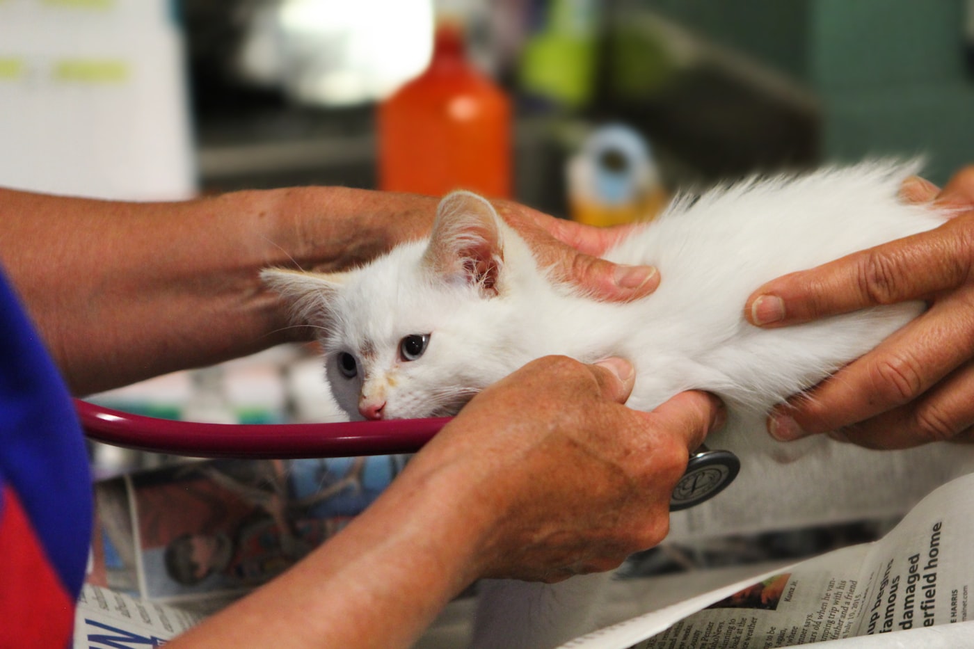 診察台の上で、獣医師の手にささえられている白い子猫