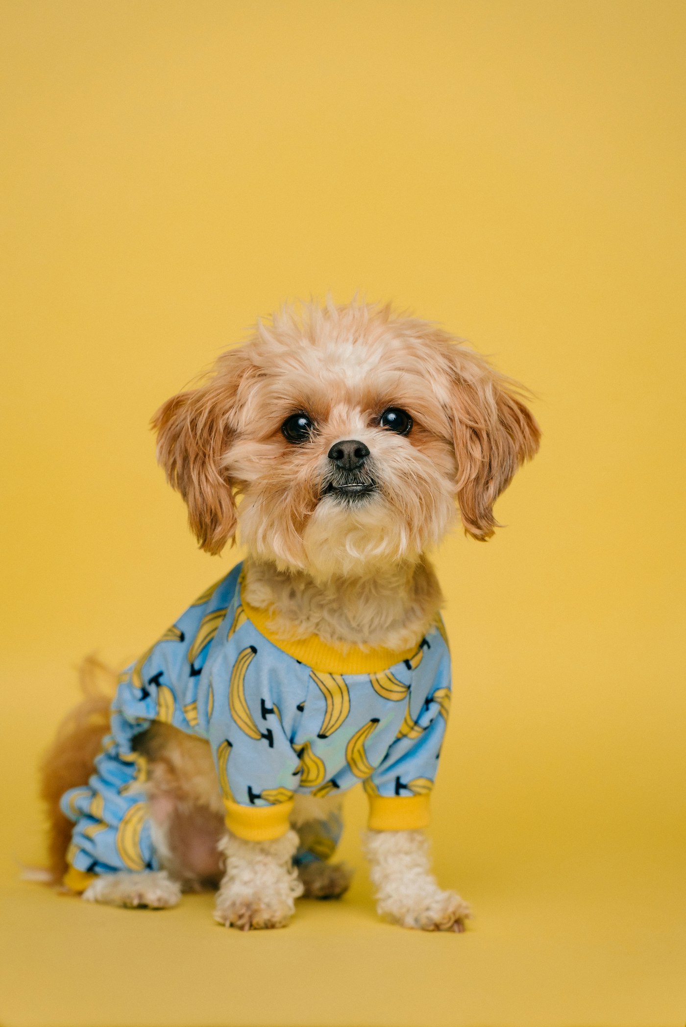 トリミングを終えて、床にすわっている白と茶の小型犬