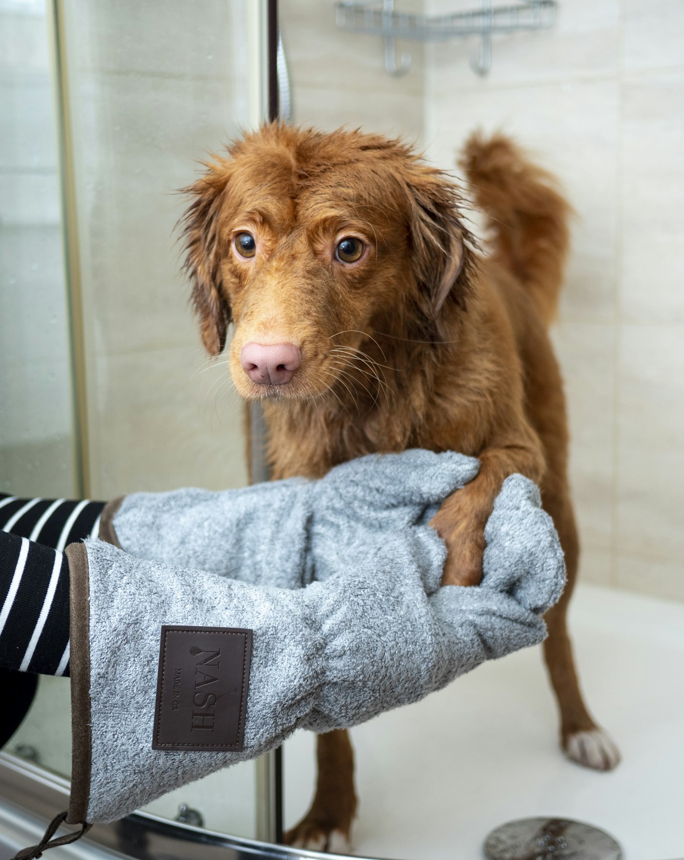 シャンプーを終えて、青いタオルの上でくつろいでいる長毛の犬