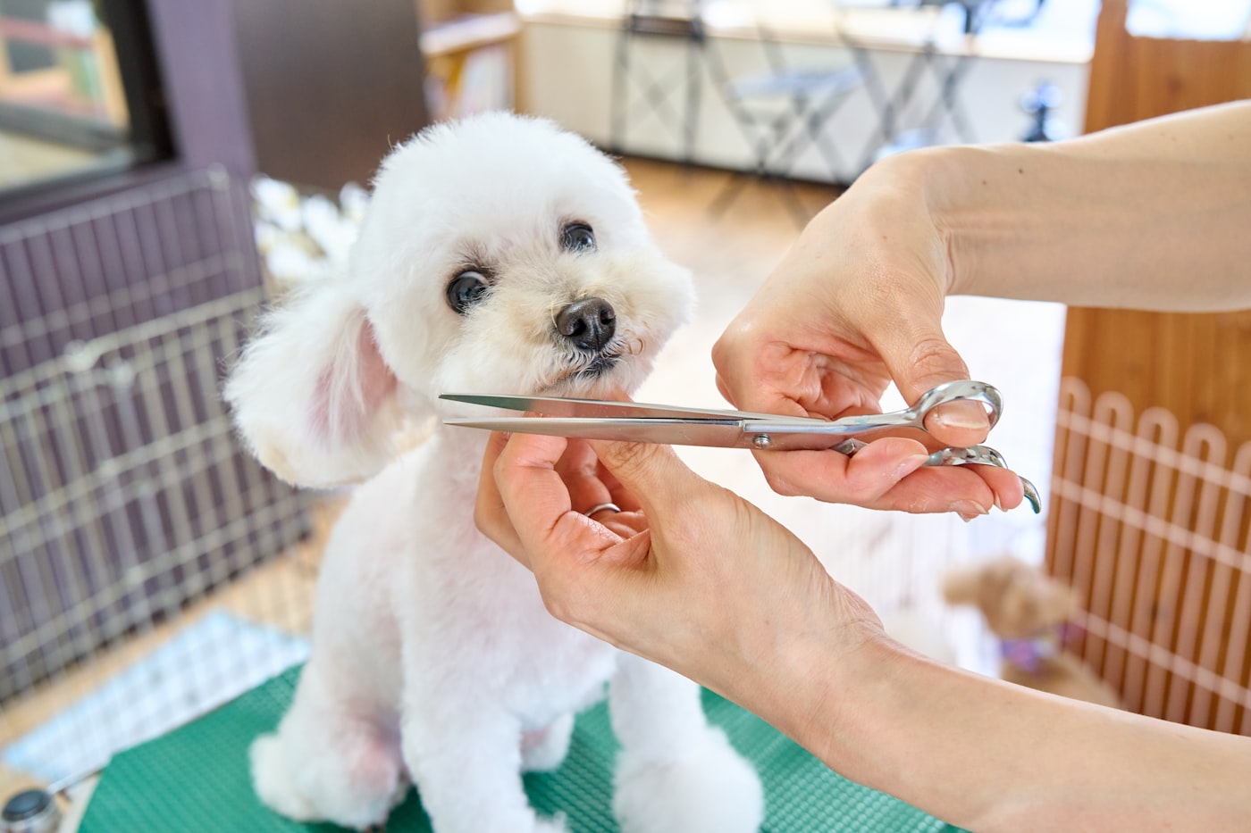トリミング台の上で、白い小型犬の顔まわりをはさみで整えているところ