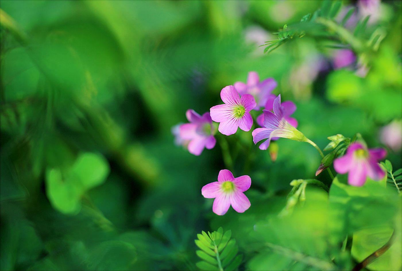 日ざしの入る庭先で咲いている小さな花
